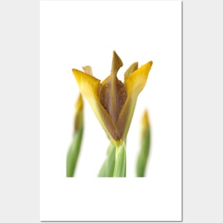 Iris &#39;Bronze Perfection&#39; Dutch iris Posters and Art